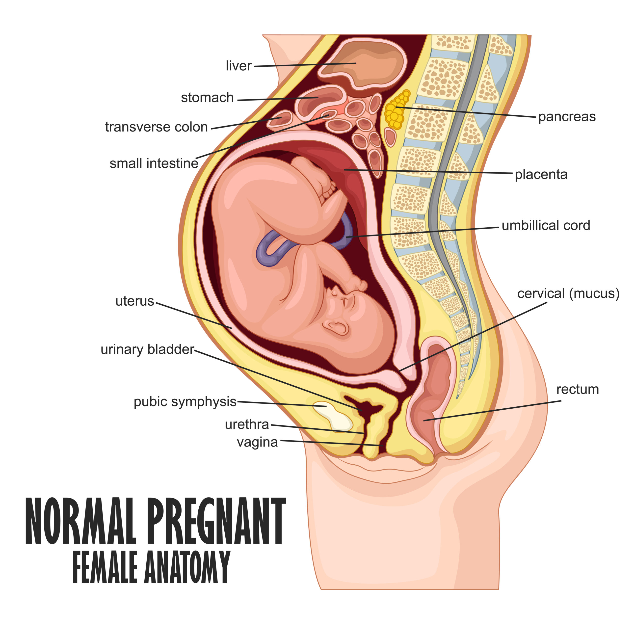 Kvinnens anatomi før fødsel.